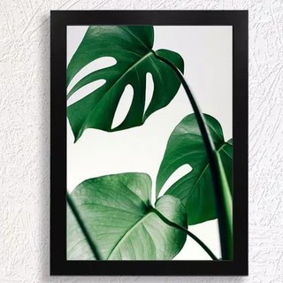 Detail Poster Daun Monstera Nomer 50