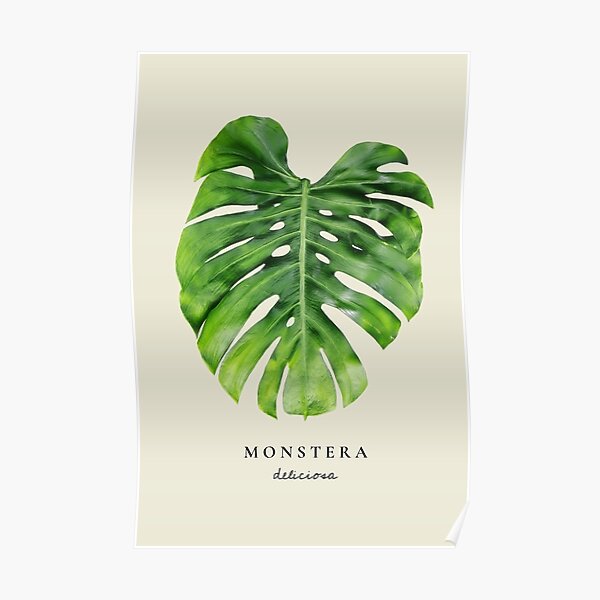 Detail Poster Daun Monstera Nomer 52