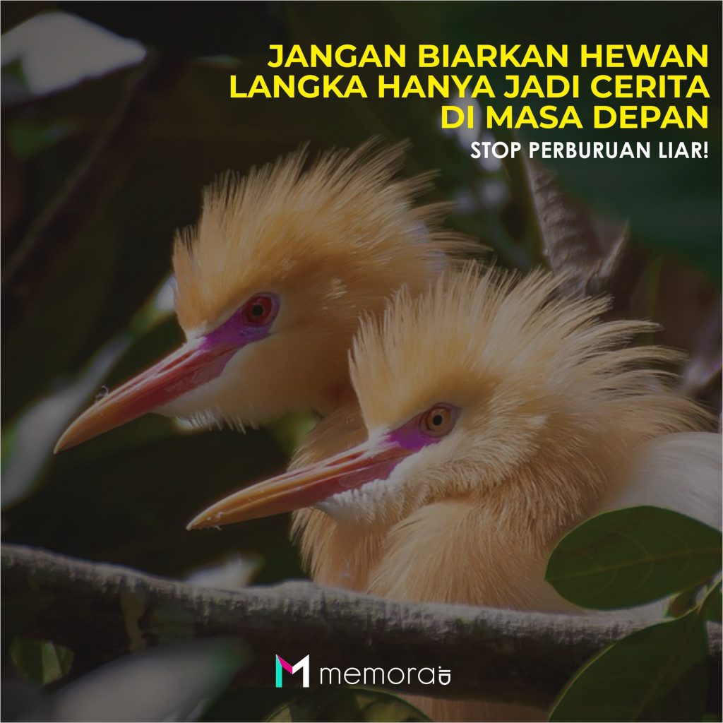 Detail Poster Gambar Ayo Lestarikan Burung Nomer 40