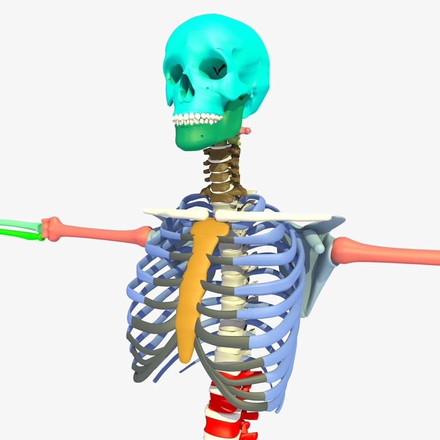 Detail 3d Skelett Mensch Nomer 12