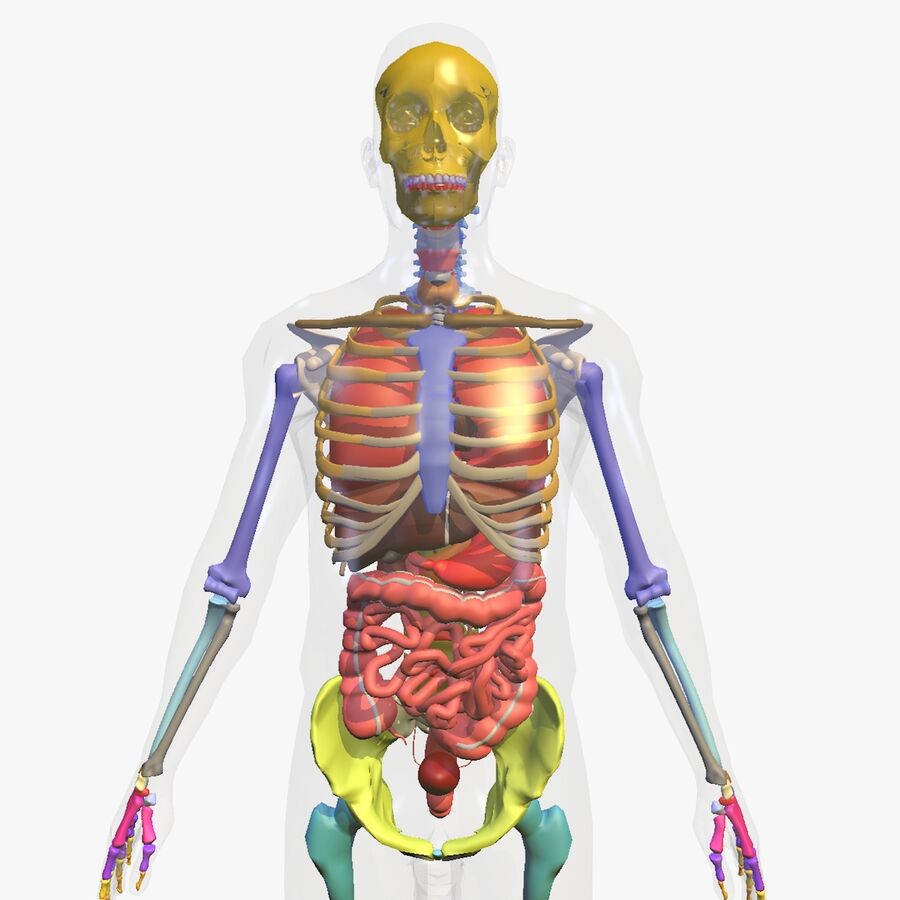 Detail 3d Skelett Mensch Nomer 21