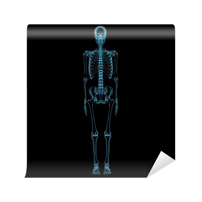 Detail 3d Skelett Mensch Nomer 25