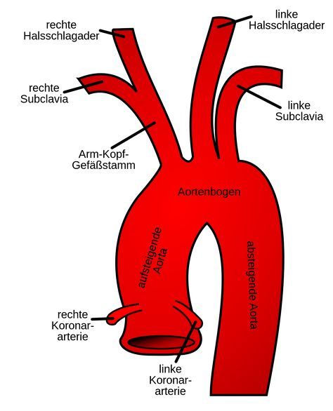 Detail Arbeitsblatt Ohr Biologie Nomer 5