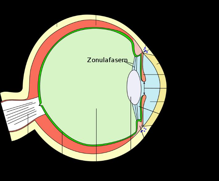 Detail Arbeitsblatt Ohr Biologie Nomer 9