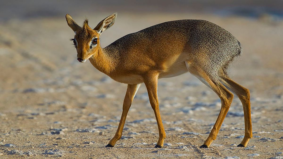 Detail Dik Dik Antilope Nomer 2