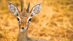 Detail Dik Dik Antilope Nomer 12