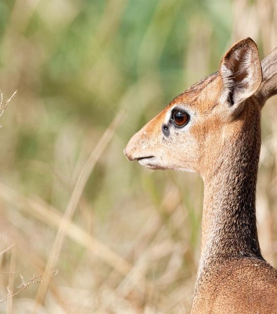 Detail Dik Dik Antilope Nomer 16