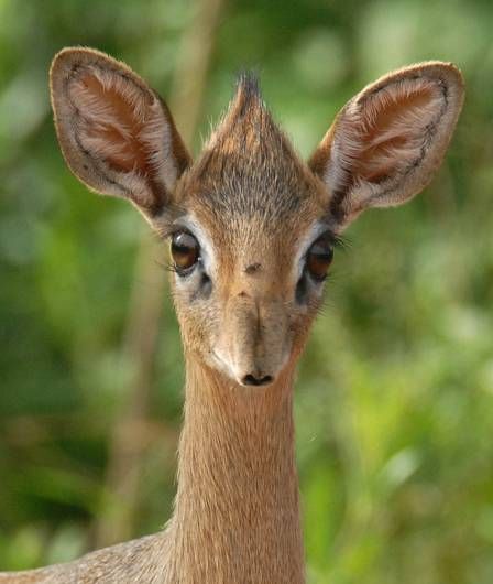 Detail Dik Dik Antilope Nomer 17