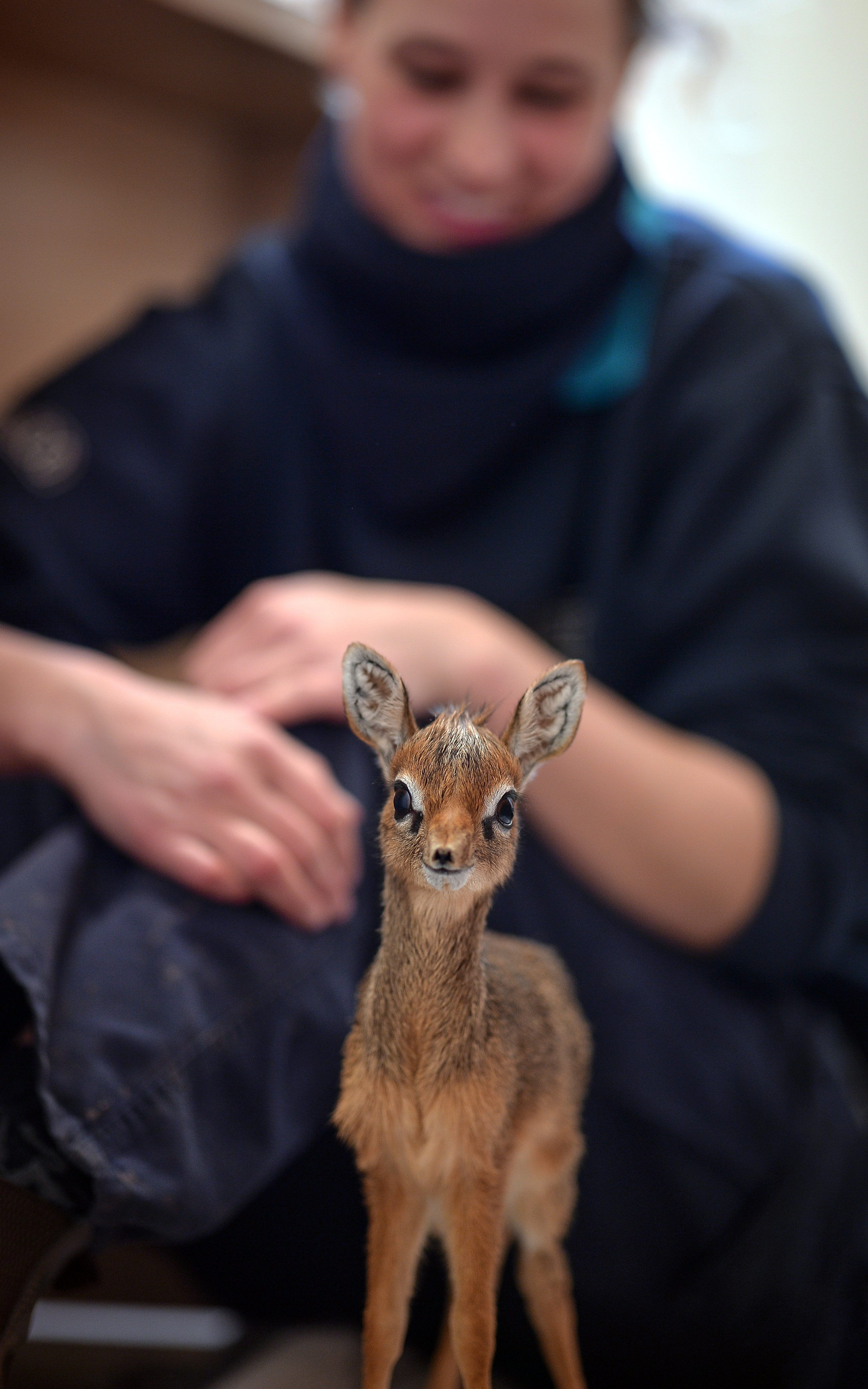 Detail Dik Dik Antilope Nomer 21