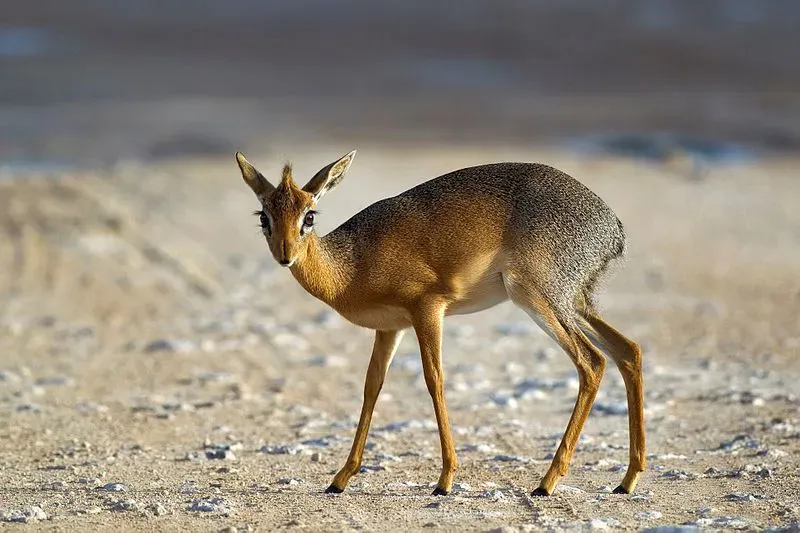 Detail Dik Dik Antilope Nomer 23