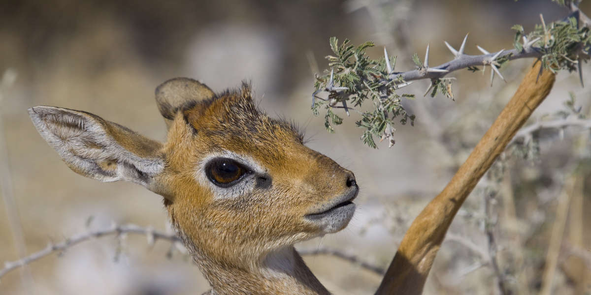 Detail Dik Dik Antilope Nomer 26