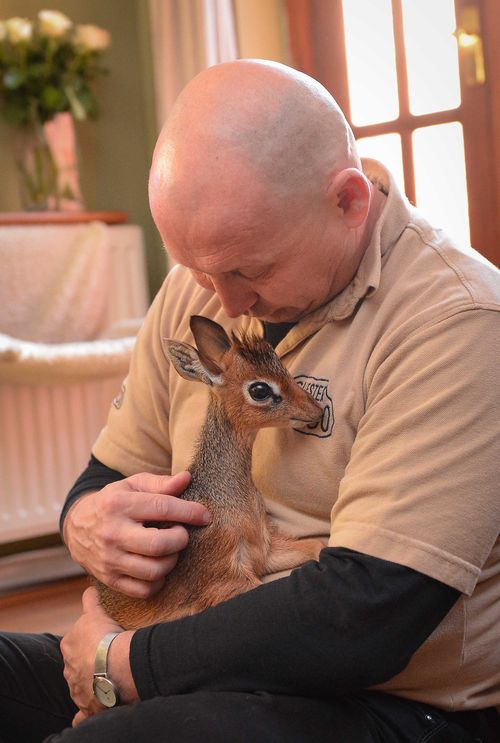 Detail Dik Dik Antilope Nomer 27