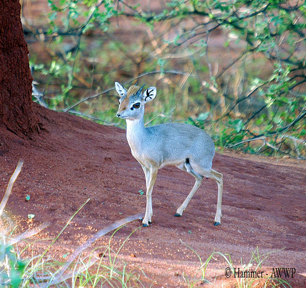 Detail Dik Dik Antilope Nomer 33