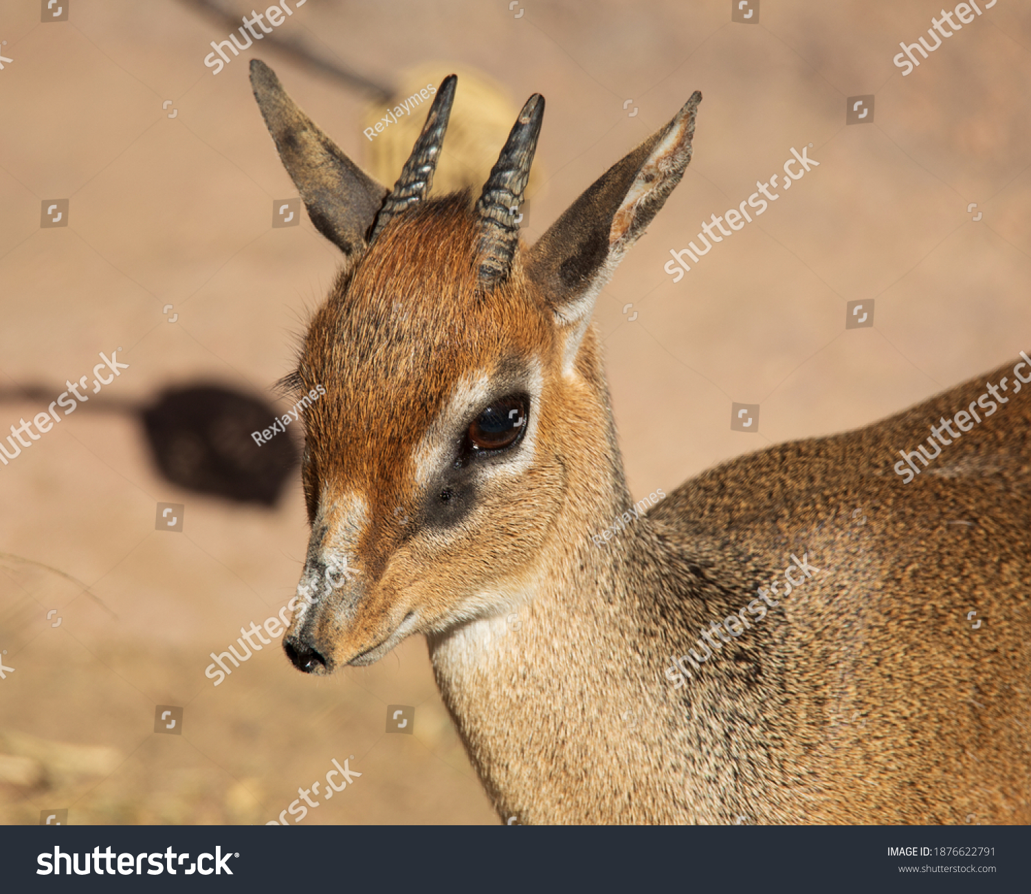 Detail Dik Dik Antilope Nomer 34