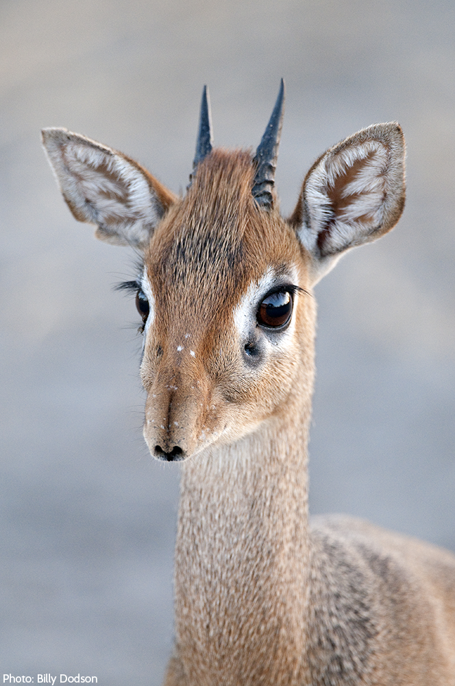 Detail Dik Dik Antilope Nomer 38