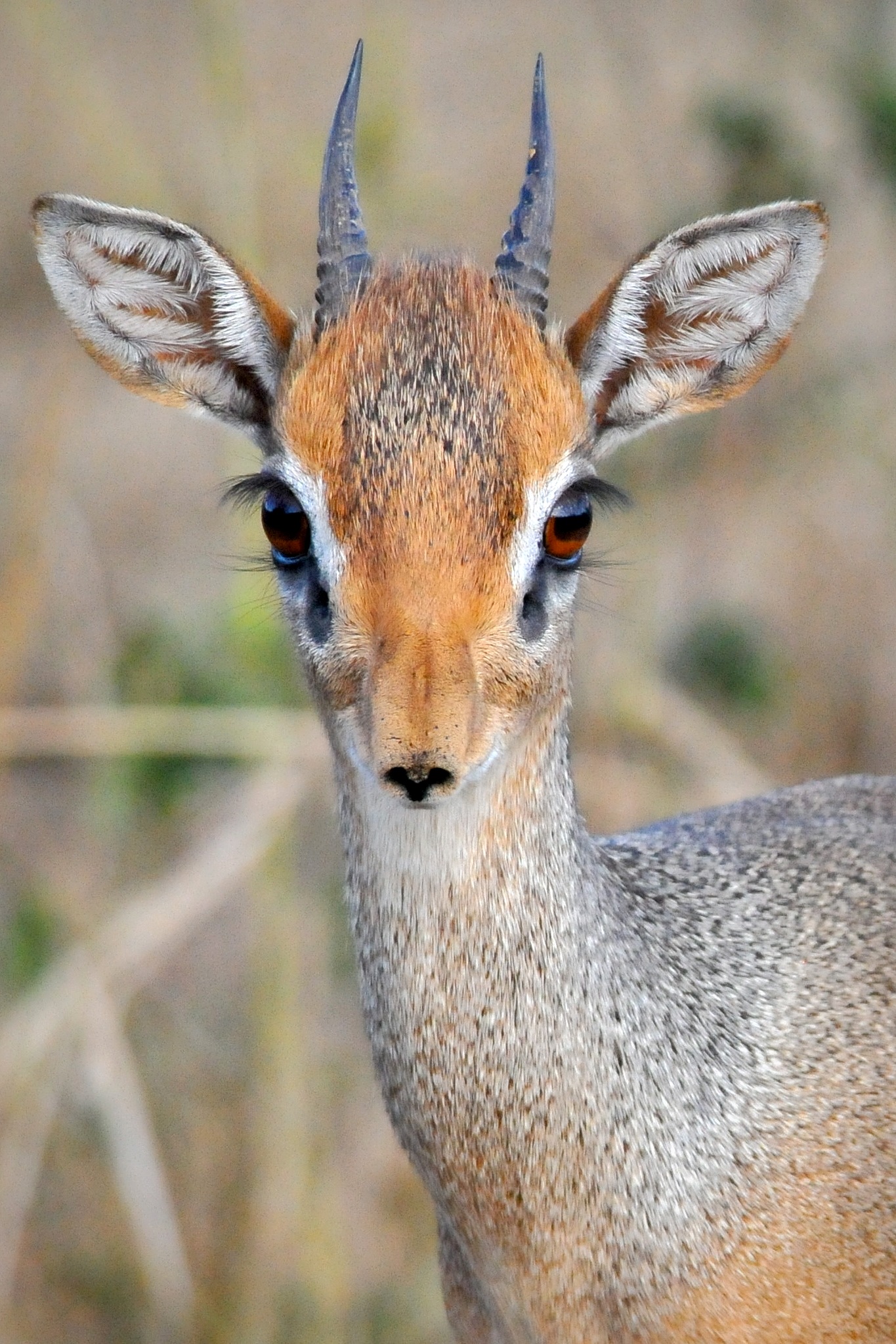 Detail Dik Dik Antilope Nomer 5