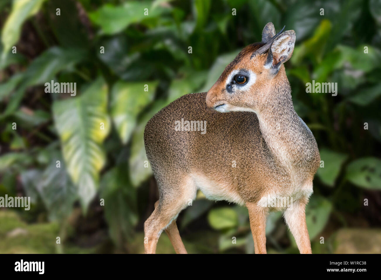 Detail Dik Dik Antilope Nomer 53