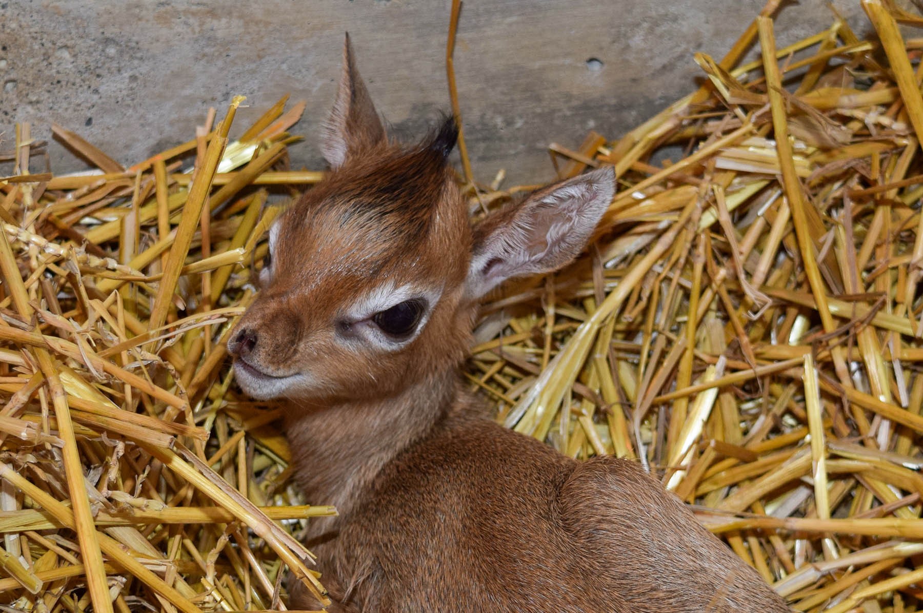 Detail Dik Dik Antilope Nomer 57