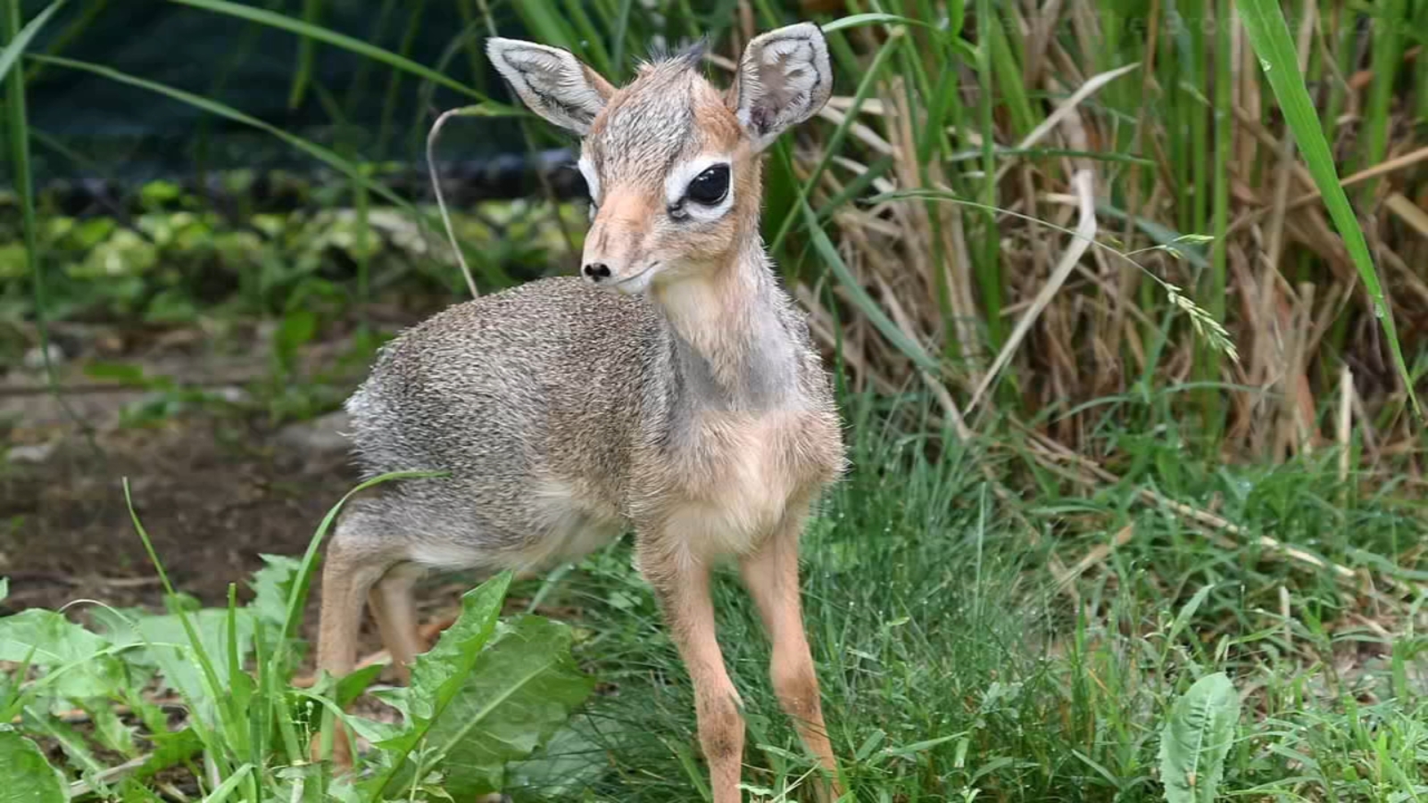 Detail Dik Dik Antilope Nomer 7