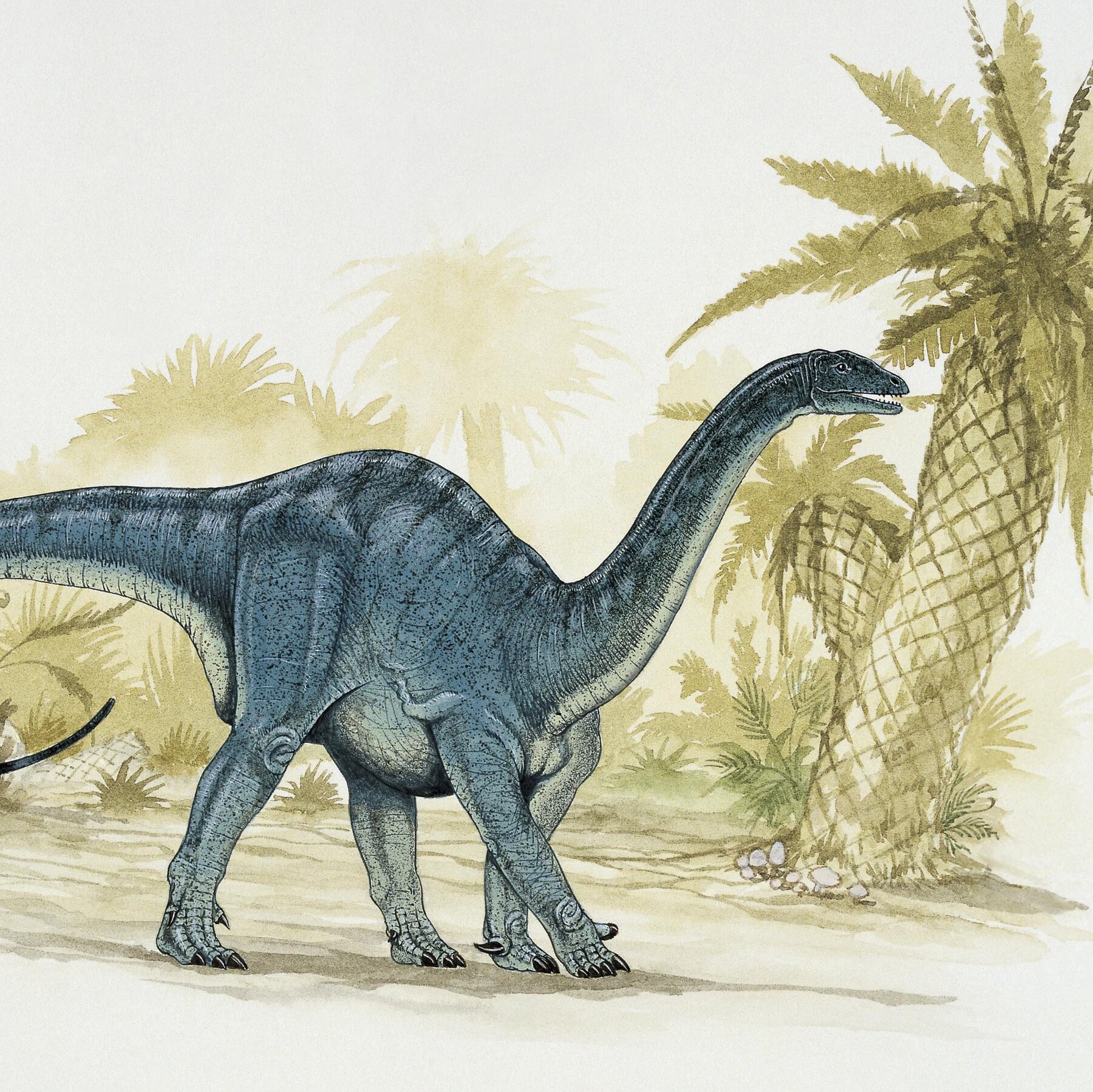 Detail Dino Image Nomer 26