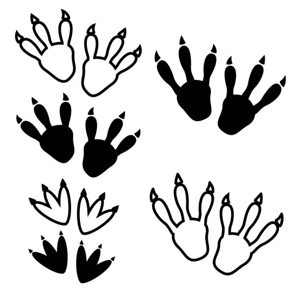 Detail Dinosaur Footprints Clipart Nomer 40