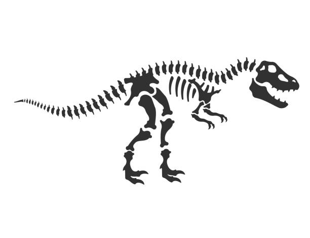 Dinosaur Skeleton Clipart - KibrisPDR