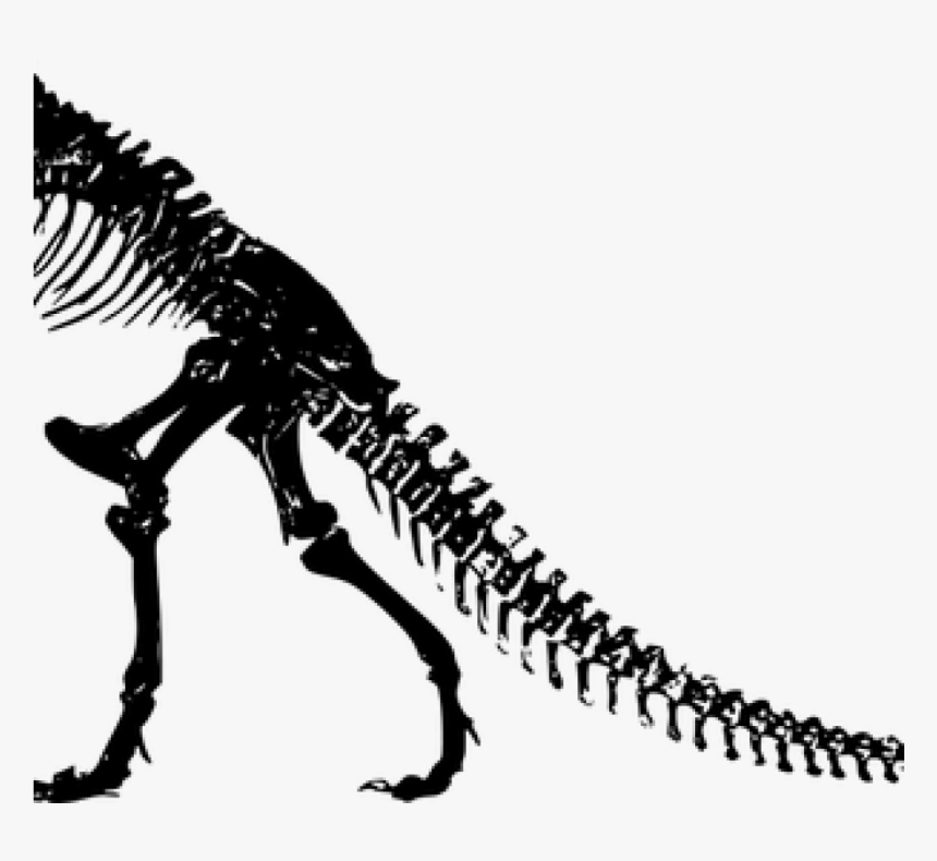 Detail Dinosaur Skeleton Clipart Nomer 12