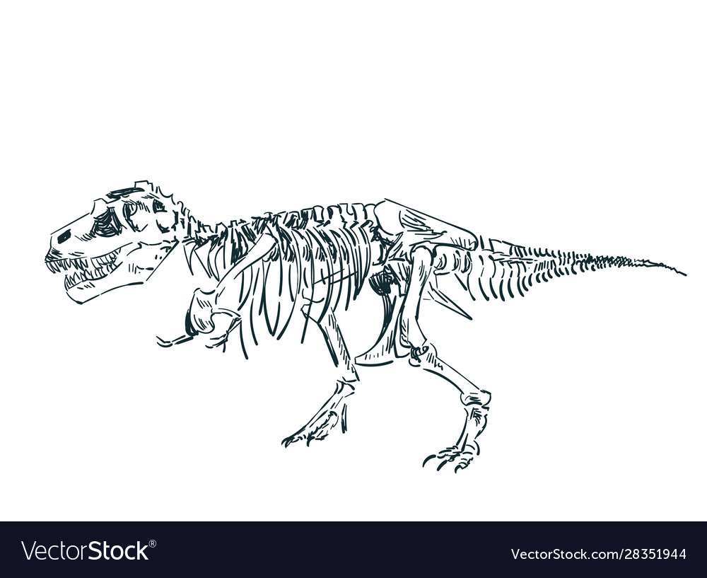 Detail Dinosaur Skeleton Clipart Nomer 28
