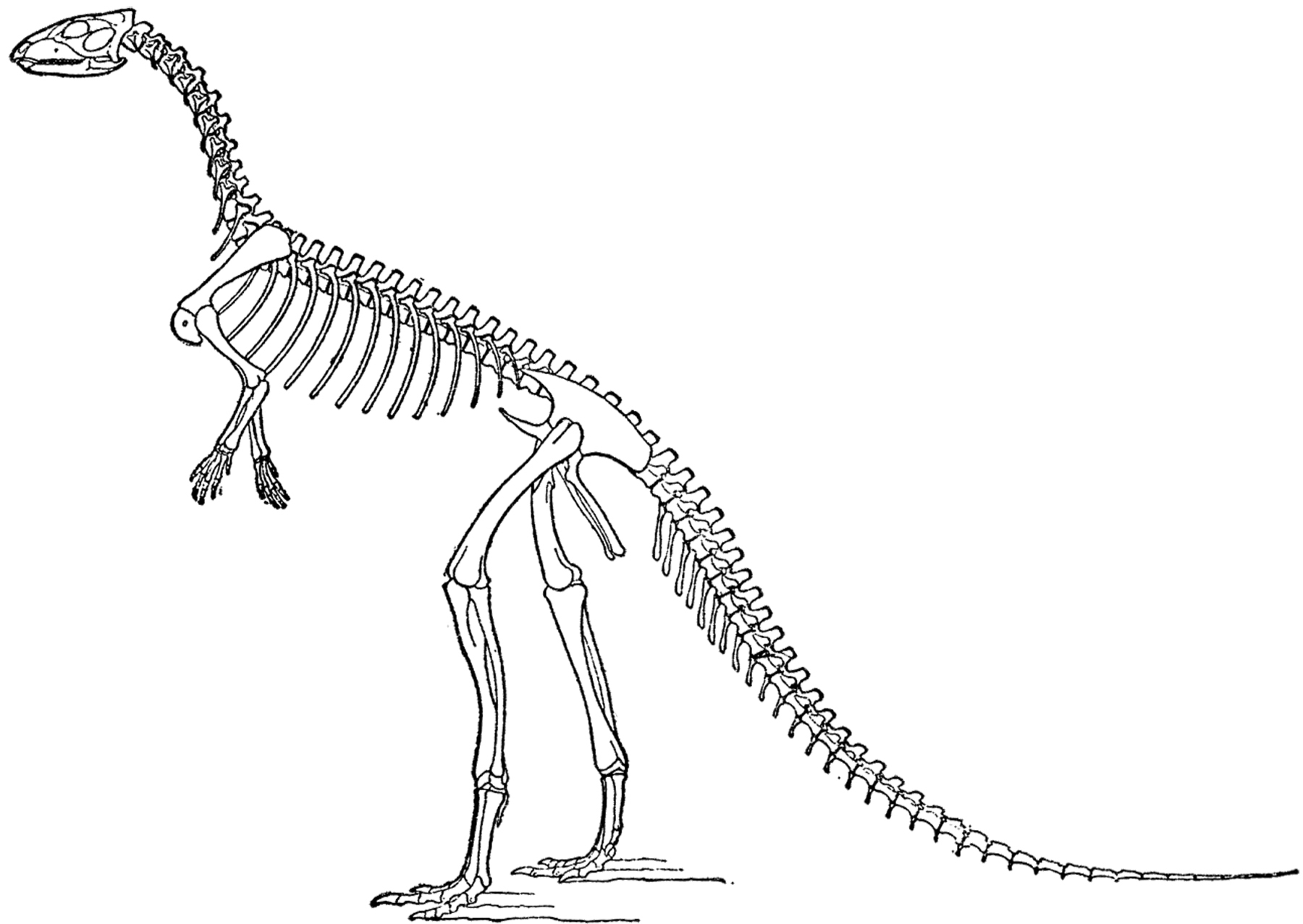 Detail Dinosaur Skeleton Clipart Nomer 40