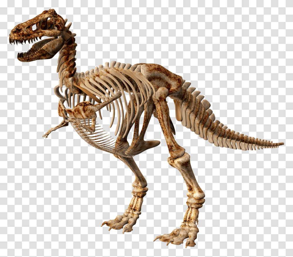 Detail Dinosaur Skeleton Clipart Nomer 42