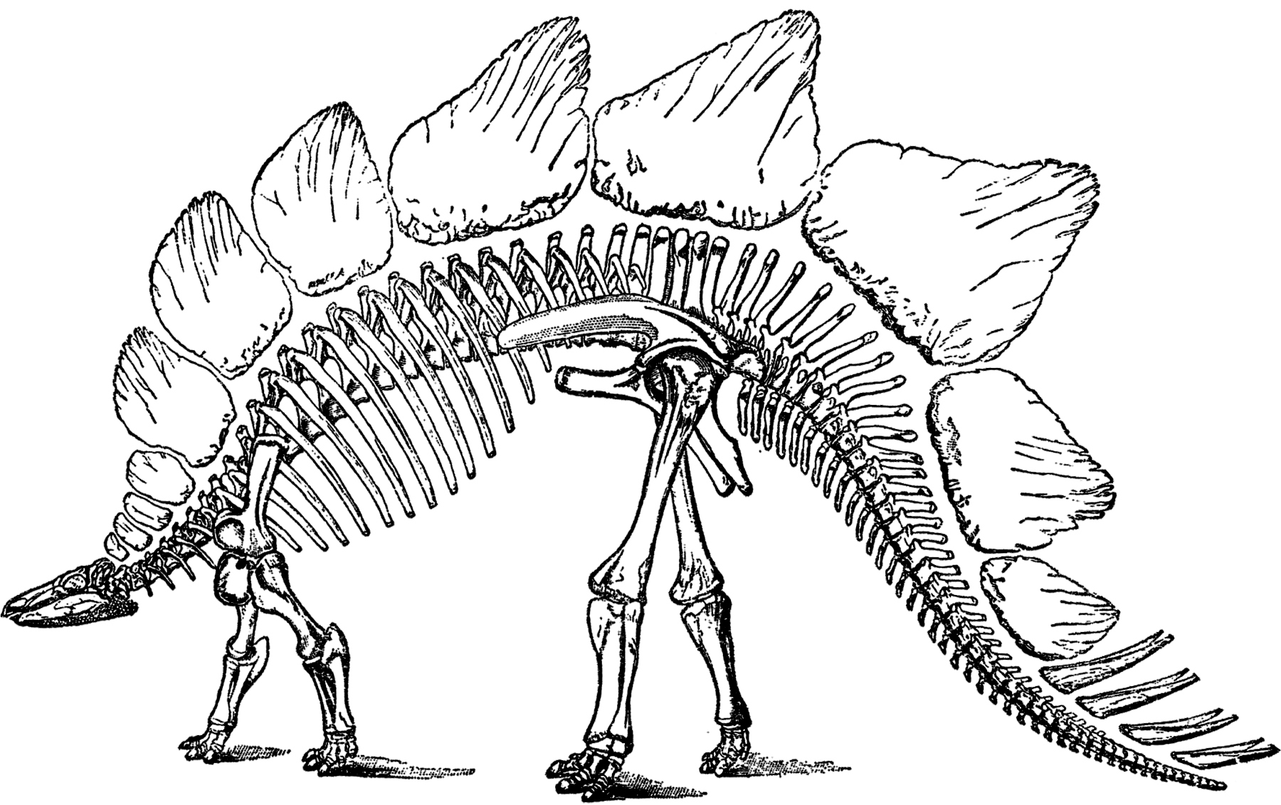 Detail Dinosaur Skeleton Clipart Nomer 50