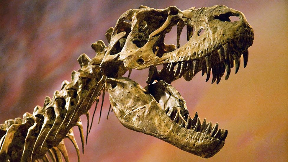 Detail Dinosaurs Real Images Nomer 49