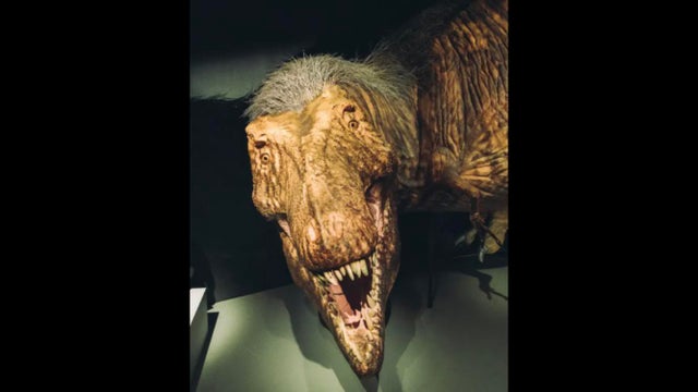 Detail Dinosaurs Real Photos Nomer 16