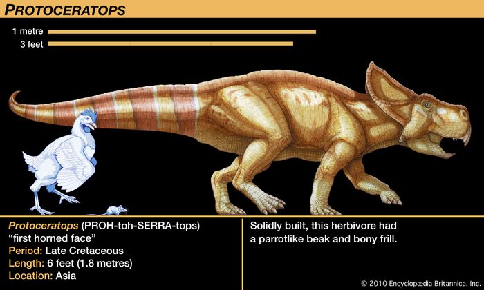 Detail Dinosaurus Karnivora Bertanduk Nomer 25