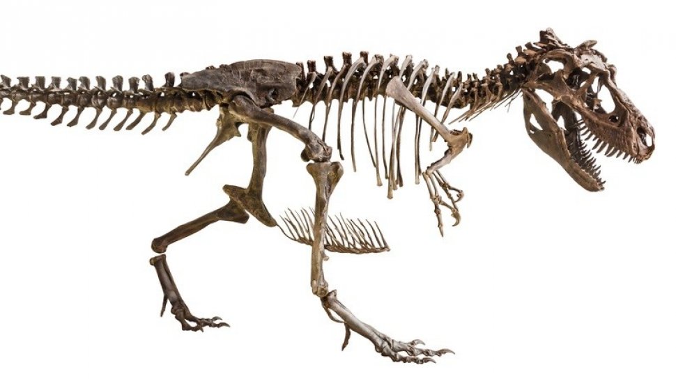 Detail Dinosaurus T Rex Asli Nomer 34