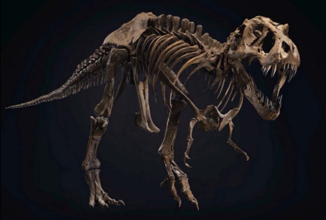 Detail Dinosaurus T Rex Asli Nomer 46