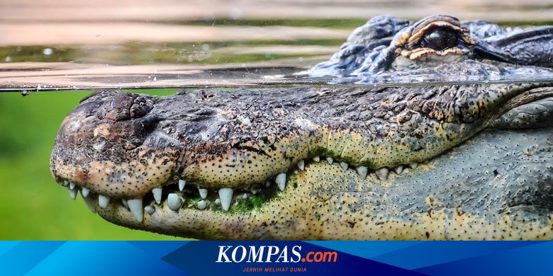 Detail Dinosaurus Vs Buaya Nomer 8