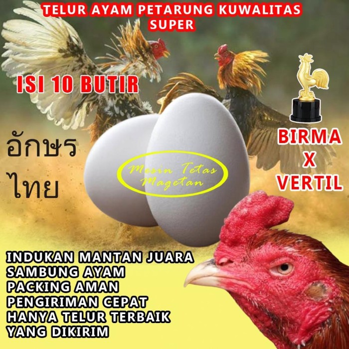 Detail Poster Telur Ayam Nomer 25