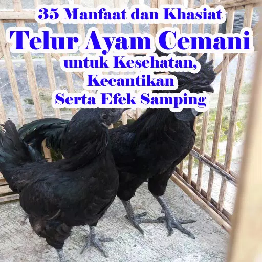 Detail Poster Telur Ayam Nomer 42