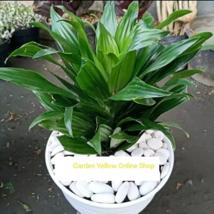Detail Pot Batu Besar Nomer 31