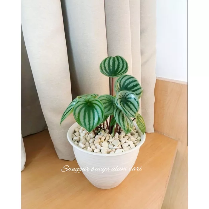 Detail Pot Batu Besar Nomer 48