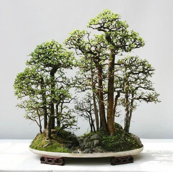 Detail Pot Bonsai Grouping Nomer 21