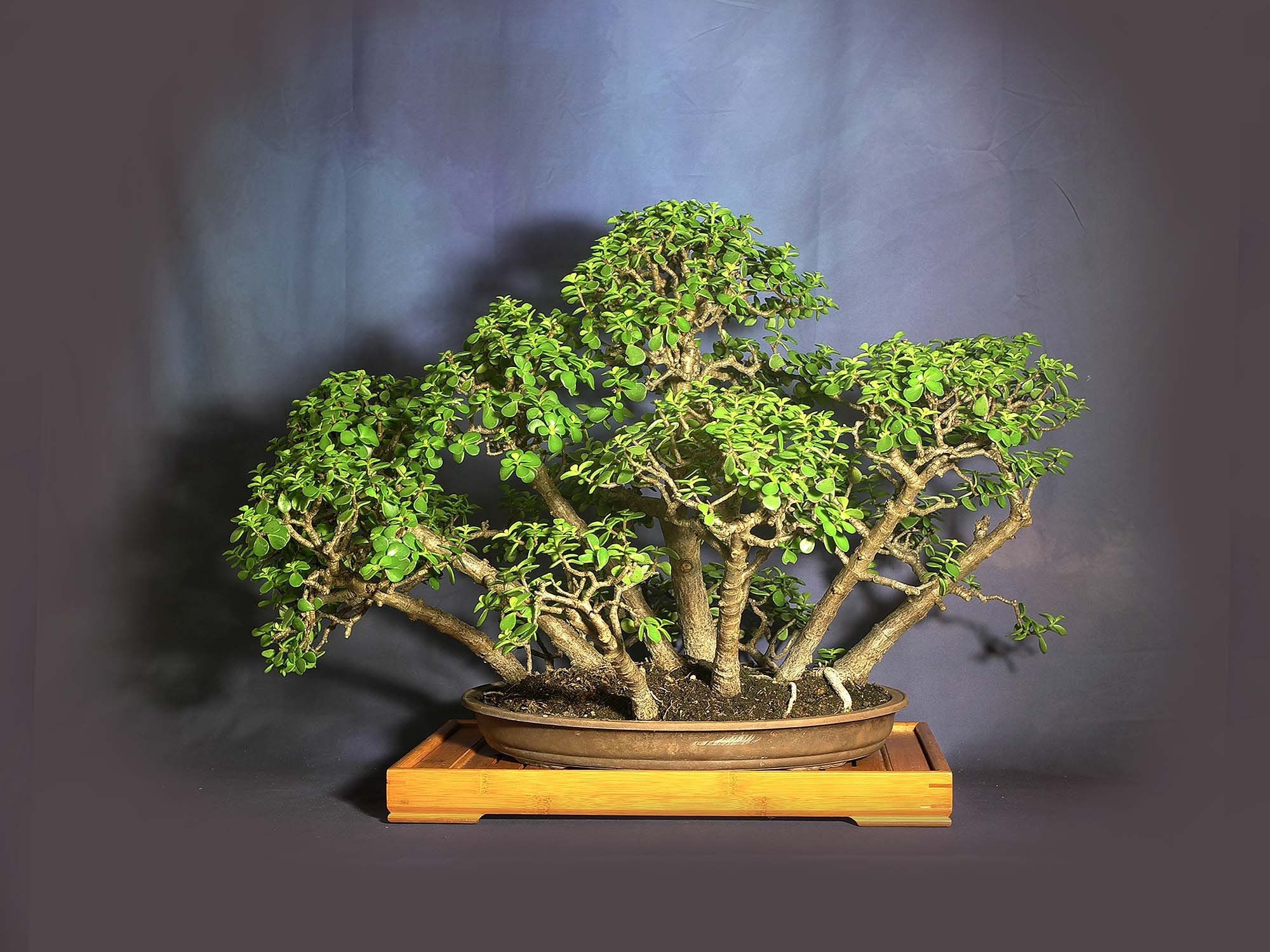 Detail Pot Bonsai Grouping Nomer 23