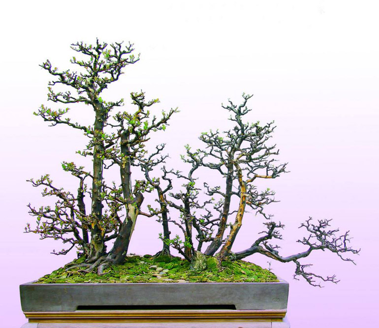 Detail Pot Bonsai Grouping Nomer 37