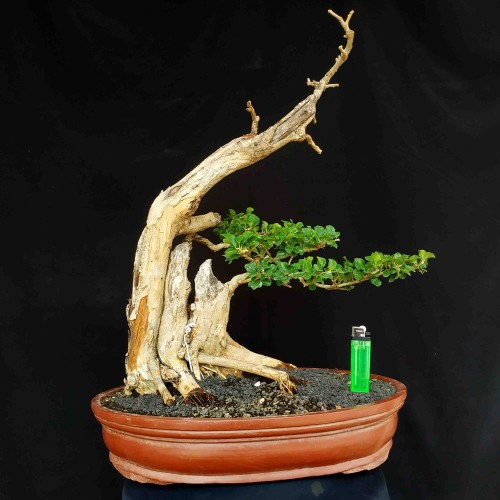 Detail Pot Bonsai Grouping Nomer 40