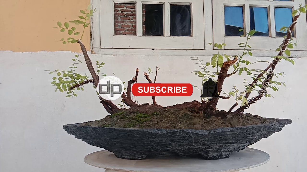 Detail Pot Bonsai Grouping Nomer 5