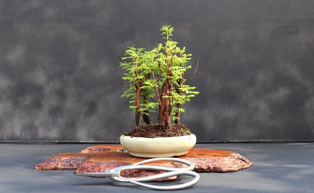 Detail Pot Bonsai Grouping Nomer 42