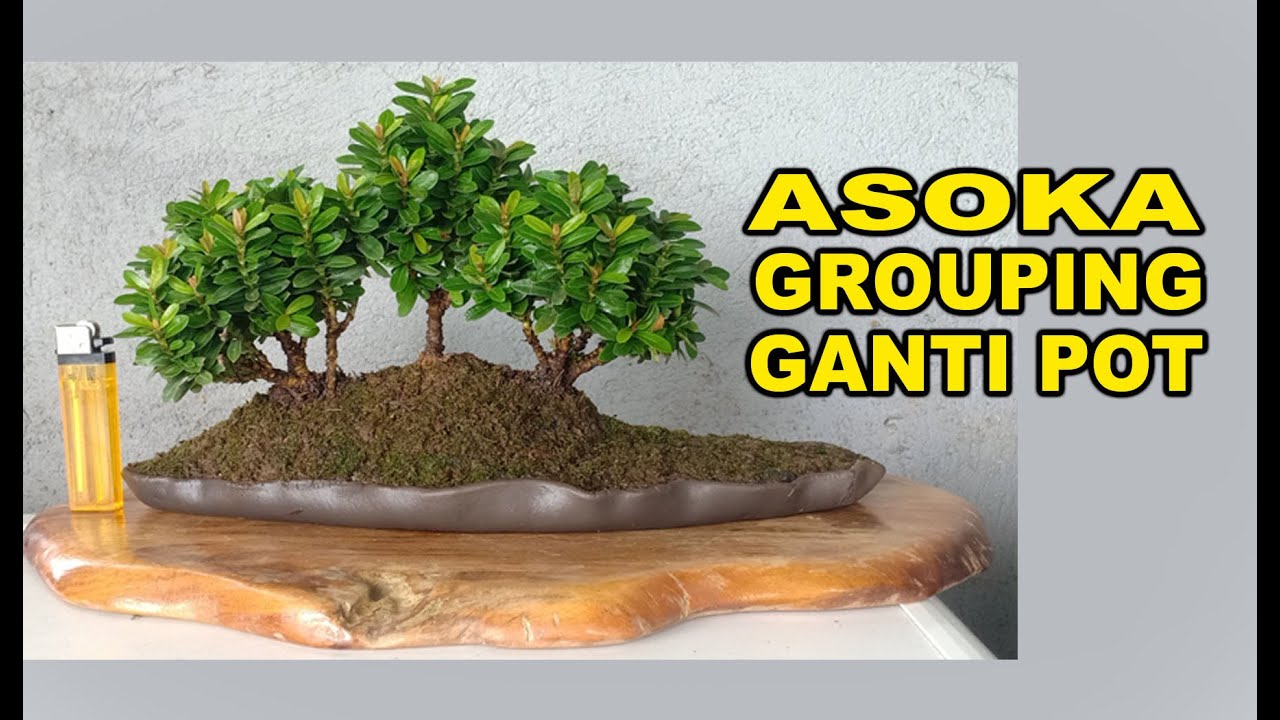 Detail Pot Bonsai Grouping Nomer 44