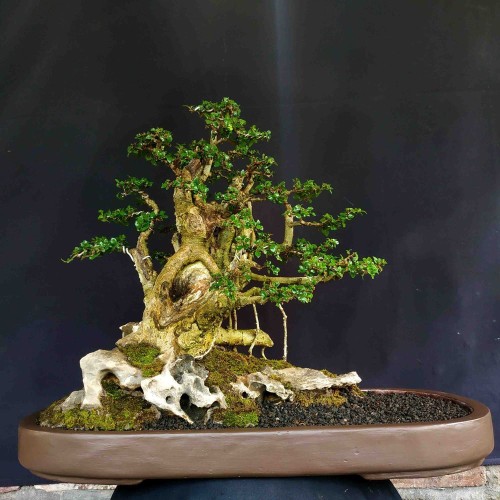 Detail Pot Bonsai Grouping Nomer 49