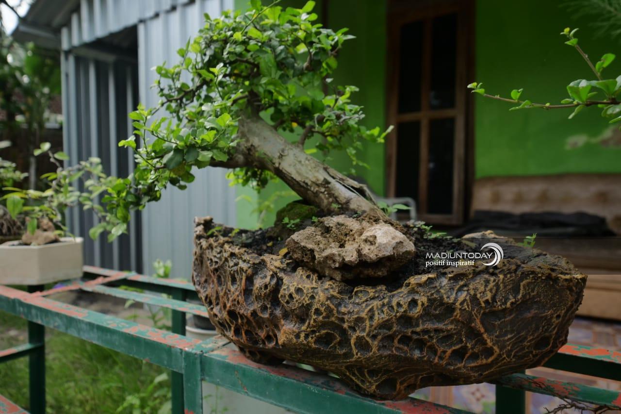 Hobbiton Bonsai Pot Gambody SLA